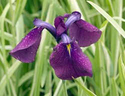 Iris Ensata, Variegate Iris, Beardless Japanese Iris
Alamy Stock Photo
Brooklyn, NY