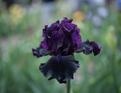 Iris Germanica, Badlands, Dark Purple Flower, Bearded Iris
Shutterstock.com
New York, NY