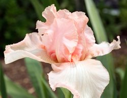 Iris Germanica, Beverly Sills, Pink Flower, Bearded Iris
Alamy Stock Photo
Brooklyn, NY