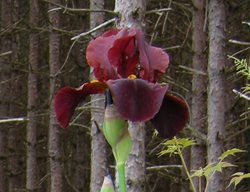 Iris Germanica Cajun Spice
Plant Paradise Country Gardens
Caledon, ON