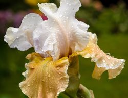 Iris Germanica, Champagne Elegance Iris, Off-White Flower
Shutterstock.com
New York, NY