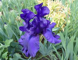 Iris Germanica, Dusky Challenger Iris, Purple Flower, Bearded Iris
Shutterstock.com
New York, NY