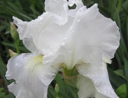 Iris Germanica, Immortality Iris, White Flower, Reblooming Iris
Shutterstock.com
New York, NY