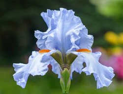 Iris Germanica, Princess Caroline De Monaco Iris, Blue Flower, Bearded Iris
Shutterstock.com
New York, NY