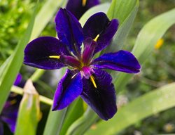 Iris Louisiana, Black Gamecock Iris, Beardless Louisiana Iris
Shutterstock.com
New York, NY