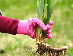Iris Rhizome, Planting Iris
Shutterstock.com
New York, NY