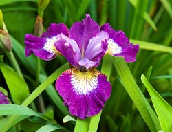 Iris Siberica Flower, Purple Iris
Garden Design
Calimesa, CA