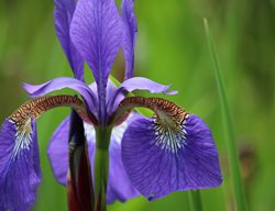 Iris Sibirica, Caesar’s Brother Iris, Purple Flower, Beardless Siberian Iris
Shutterstock.com
New York, NY