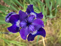 Iris Sibirica, Ruffled Velvet Iris, Purple Flower, Beardless Siberian Iris
Alamy Stock Photo
Brooklyn, NY