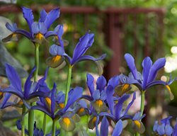 Iris X Hollandica 'eye Of The Tiger'
Garden Design
Calimesa, CA