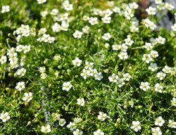 Irish Moss, Sagina Subulata
Shutterstock.com
New York, NY