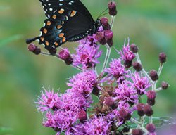 Ironweed Plant, Vernonia
Shutterstock.com
New York, NY