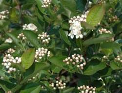 Iroquois Beauty Chokeberry, Iroquois Beauty Aronia
Millette Photomedia
