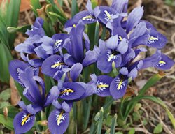 It’s Not Too Late To Plant Spring Blooming Bulbs
Garden Design
Calimesa, CA