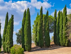 Italian Cypress Trees, Cupressus Sempervirens
Shutterstock.com
New York, NY