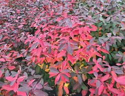 Itea Fall Color, Scentlandia Sweetspire
Proven Winners
Sycamore, IL