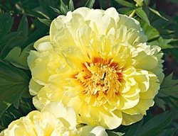 Itoh Peony, Bartzella
White Flower Farm
Litchfield, CT