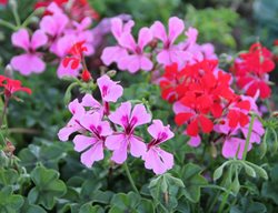 Ivy Geranium, Geranium Peltatum
Shutterstock.com
New York, NY