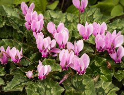 Ivy-Leaved Cyclamen, Cyclamen Hederifolium
Shutterstock.com
New York, NY
