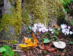 Ivy-Leaved Cyclamen
Garden Design
Calimesa, CA