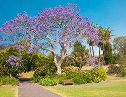 Jacaranda Tree, Purple Trees
Garden Design
Calimesa, CA