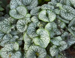 Jack Frost Brunnera, Brunnera Macrophylla
Proven Winners
Sycamore, IL