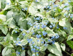 Jack Frost Siberian Bugloss, Blue Flowering Plant, Brunnera Macrophylla
Shutterstock.com
New York, NY