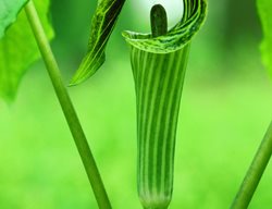 Jack In The Pulpit, Native Woodland Plant
Garden Design
Calimesa, CA