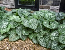 Jack Of Diamonds Brunnera, Brunnera Macrophylla
Proven Winners
Sycamore, IL