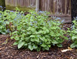 Jack Of Diamonds Brunnera, Heartleaf Brunnera, Brunnera Macrophylla
Proven Winners
Sycamore, IL