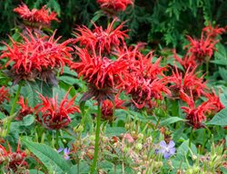 Jacob Cline Bee Balm, Monarda Didyma, Red Flower
Alamy Stock Photo
Brooklyn, NY