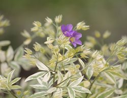 Jacob's Ladder Plant, Polemonium, Variegated Jacob's Ladder
Shutterstock.com
New York, NY