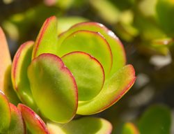 Jade Plant, Crassula Ovata, Succulent
Shutterstock.com
New York, NY