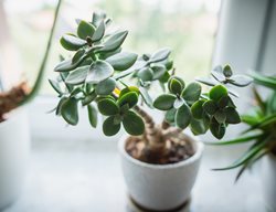 Jade Plant, Jade Houseplant, Jade Tree
Shutterstock.com
New York, NY