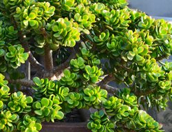 Jade Plant Outdoors, Crassula Ovata
Shutterstock.com
New York, NY