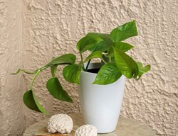 Jade Pothos, Epipremnum Aureum
Proven Winners
Sycamore, IL