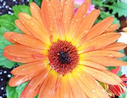 Jaguar Orange Gerbera Daisy, Gerber Jamsesonii, Orange Gerbera Daisy
Shutterstock.com
New York, NY