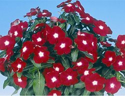Jaio Dark Red Vinca, Annual Vinca Flower, Red And White Flower
All-America Selections
Downers Grove, IL