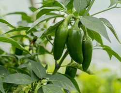 Jalapeno Pepper Plant, Jalapeno Peppers, Green Peppers On Plant
Shutterstock.com
New York, NY
