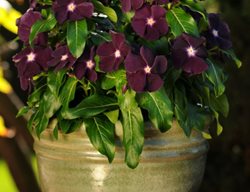 Jams N' Jellies Blackberry Vinca, Deep Purple Flowers
All-America Selections
Downers Grove, IL