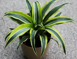 Janet Craig Dragon Plant, Dracaena Deremensis
Shutterstock.com
New York, NY