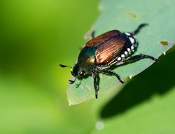 Japanese Beetle, Popillia Japonica, Garden Pest
Shutterstock.com
New York, NY
