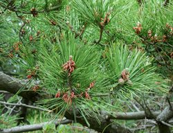 Japanese Black Pine, Pinus Thunbergii
Shutterstock.com
New York, NY