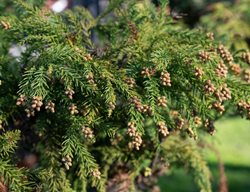 Japanese Cedar, Cryptomeria Japonica
Shutterstock.com
New York, NY