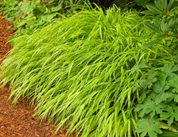 Japanese Forest Grass, Hakone Grass, Hakonechloa Macra Aureola 
Janet Loughrey
