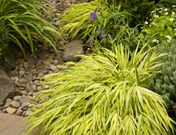 Japanese Forest Grass, Shade Grass
Garden Design
Calimesa, CA