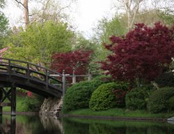 Japanese Garden, Festival
Missouri Botanical Garden
St. Louis, MO