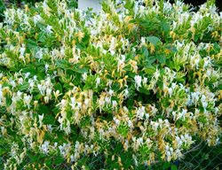 Japanese Honeysuckle, Lonicera Japonica
Shutterstock.com
New York, NY