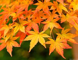 Japanese Maple, Acer Palmatum, Fall Leaves
Garden Design
Calimesa, CA