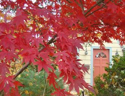Japanese Maple, Borrowed View, Front Door
Johnsen Landscapes & Pools
Mount Kisco, NY